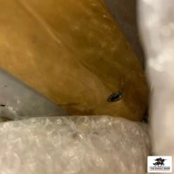 DAMAGED - Early Great Helm -Knight Equipment Store rivet 1